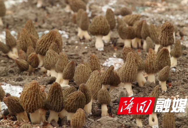 错峰采收抢鲜市 羊肚菌撑开“致富伞”