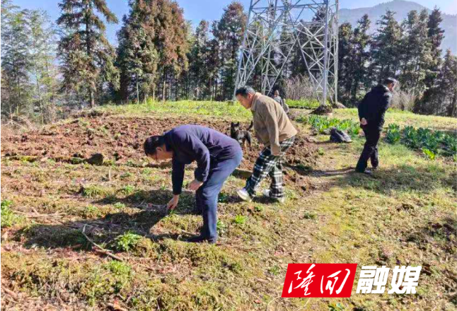 岩口镇田间地头严查毒品原植物 筑牢禁毒“防护网”