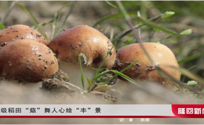 超级稻田“菇”舞人心绘“丰”景