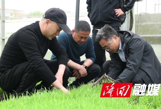 湖南省农科院技术赋能 秸秆利用育秧双提升