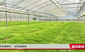 早稻插秧忙 沃野染新绿