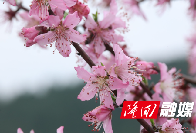 西洋江镇：百亩桃林迎春盛放