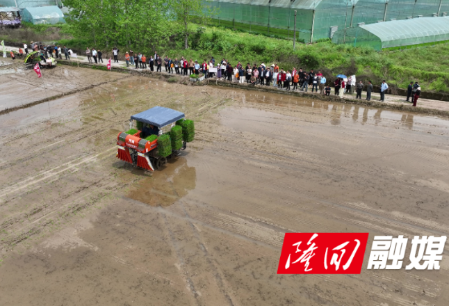 隆回县举办2026年早稻机插机抛现场演示会