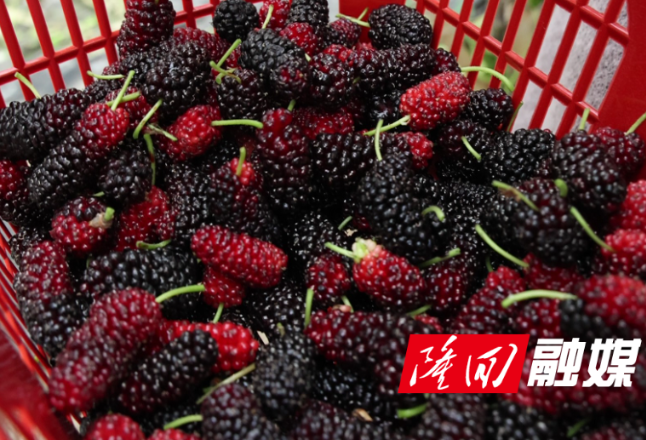 七江镇：暮春桑葚熟 采摘正当时