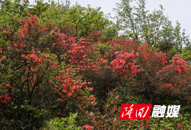 春日芳菲盛 山野映山红