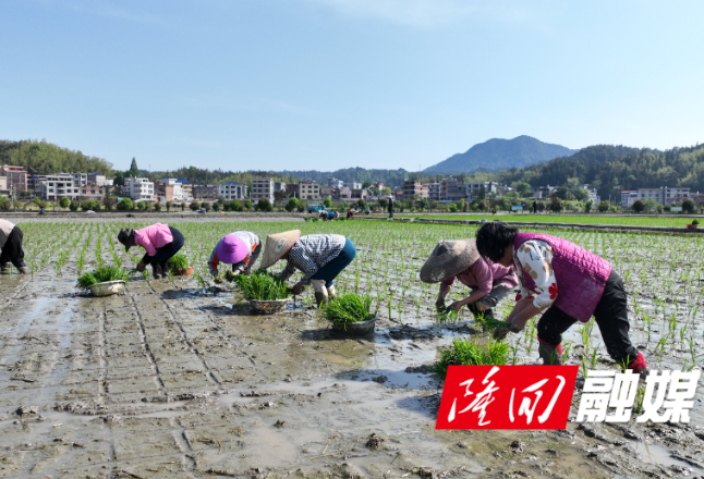 抢抓农时忙插秧 再生稻高产示范全面启动