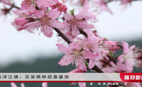 西洋江镇：百亩桃林迎春盛放