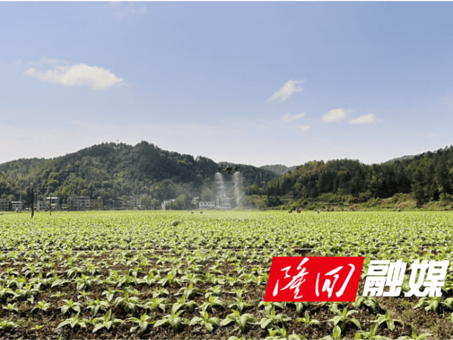 隆回高质量完成2026年烟叶病虫害统防统治工作