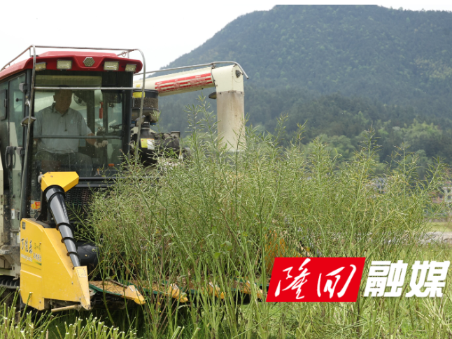 隆回：15.2万亩油菜获丰收 秸秆还田促循环