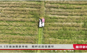 15.2万亩油菜获丰收  秸秆还田促循环