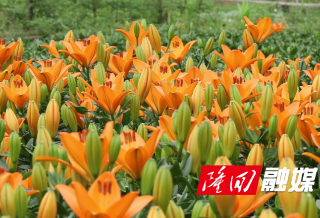 金石桥镇：百合花开引客来 农旅融合放光彩