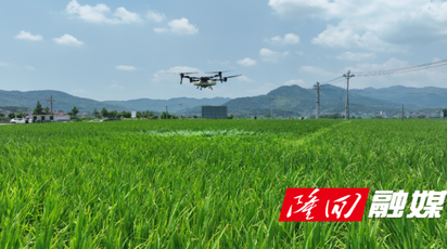 16.9万亩早稻飞防全覆盖 科技植保护粮增产