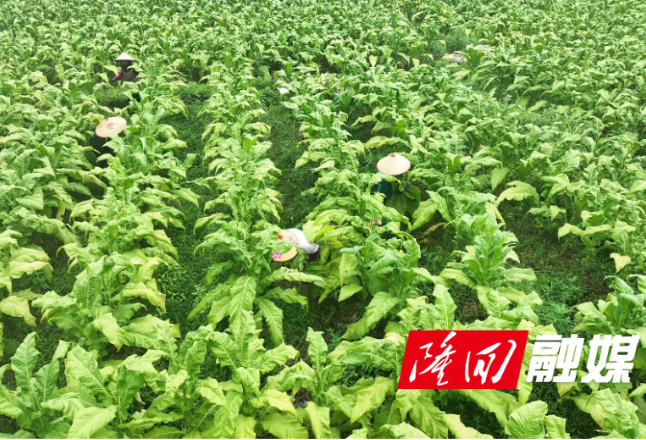 隆回：1.56万亩烤烟获丰收 烟农赶“烤”忙