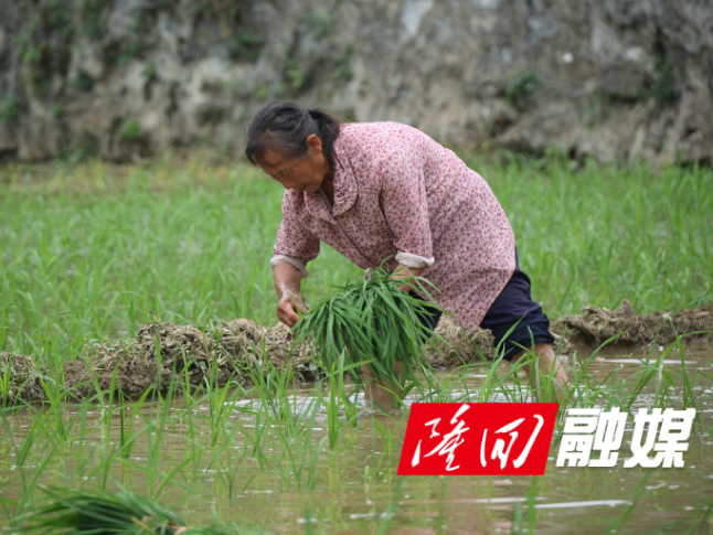 芒种插秧忙 隆回县60余万亩优质稻绘新景