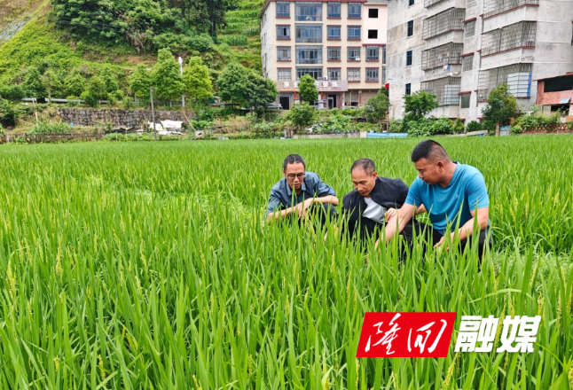 隆回县：机插机抛早稻长势喜人 丰收在望