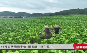 1.56万亩烤烟获丰收 烟农赶“烤”忙