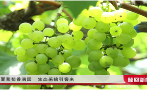 盛夏葡萄香满园 生态采摘引客来