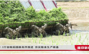 19.3万亩晚稻插秧有序推进 夯实粮食生产根基