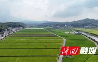 羊古坳镇雷峰村：再生稻头季获丰收 亩产811.8公斤