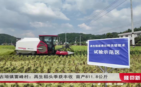 羊古坳镇雷峰村：再生稻头季获丰收 亩产811.8公斤