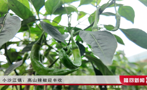 小沙江镇：高山辣椒迎丰收
