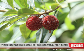 六都寨镇杨梅基地迎来采摘旺季 游客与果农共享“梅”好时光