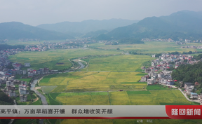 高平镇：万亩早稻喜开镰 群众增收笑开颜