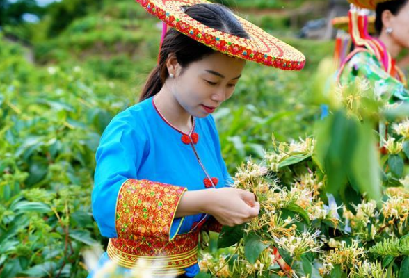 湖南隆回：金银花产业链产值突破40亿元