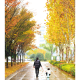 山城过雨百叶新