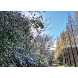 浏阳今冬的第一场雪下在了大围山