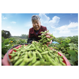 普迹镇：延伸产业链条，传统毛豆变“金豆”