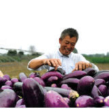 秋茄迎丰收，菜农笑开颜