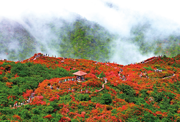 万里河山铺锦绣 岭上开遍映山红