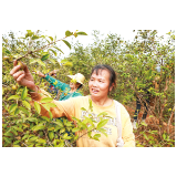 官渡镇兵和村：千亩油茶香，采摘正当时