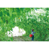 蔬菜丰收，村民增收