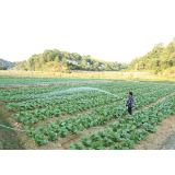 一年“三作三收”耕地很忙收成蛮好