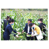 一根根玉米激荡满城爱心