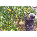 寒潮来袭，2000斤贡柑滞销，八旬脱贫户急寻销路
