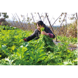 夏收果子冬收菜，果园套种蔬菜"套"出农业新路子