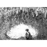 小河乡皇碑村的"逆袭"之路——特色种植遍地开花