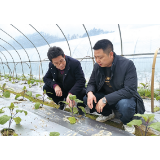 【浏阳党建】人才下沉科技下乡，科技特派员助跑乡村振兴