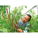 “辣椒大王”杨意红，60年培育出300多个辣椒新品种