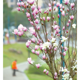 在街头巷尾邂逅初春花景