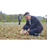 乡村振兴看浏阳丨文家市镇大成村：掘金矿区荒地，青青艾草生发富民产业