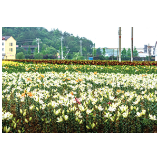 快拍浏阳：百合花开