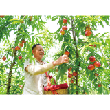 大围山的夏天，从一枚桃子开始