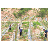 镇头干口村：油茶林下套种优质果蔬