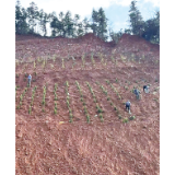 27个乡镇（街道）历年违法图斑清零