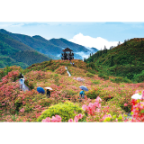 杜鹃花开引客来，山水间刮起“慢游风”