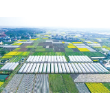 乡村振兴看浏阳丨永安镇永和村：“小作物”种出“大作为”